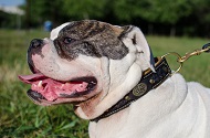 Collare originale in cuoio per Bulldog americano Collare originale in cuoio per Bulldog americano