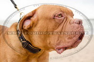 Collare originale in cuoio per Dogue de Bordeaux Collare originale in cuoio per Dogue de Bordeaux