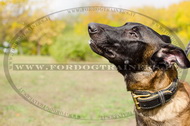 Collare originale in cuoio per Malinois Collare originale in cuoio per Malinois