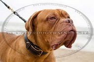 Collare in cuoio per Dogue de Bordeaux Collare in cuoio per Dogue de Bordeaux