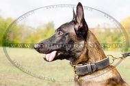 Collare in cuoio per Malinois Collare in cuoio per Malinois