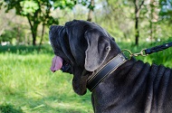 Collare in cuoio per Mastino napolitano