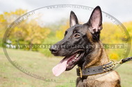Collare in cuoio con borchie a punta per Malinois Collare in cuoio con borchie a punta per Malinois