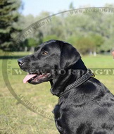 Collare in cuoio a strozzo per Labrador