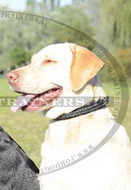 Collare in cuoio con intrecciamento per Labrador Retriever