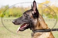 Collare in cuoio a strozzo per Malinois Collare in cuoio a strozzo per Malinois