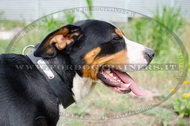 Collare con piastra d'identificazione per Swiss Mountain Dog Collare con piastra d'identificazione per Swiss Mountain Dog