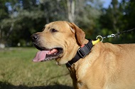 Collare in nylon con maniglia per Labrador