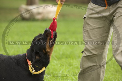 Collare di nylon nero per Rottweiler