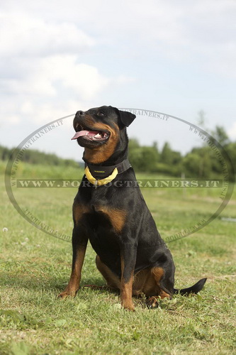 Collare in nylon con maniglia per Rottweiler