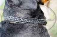 Collare in cuoio con intrecciamento per Swiss Mountain Dog Collare in cuoio con intrecciamento per Swiss Mountain Dog