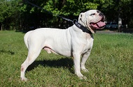 Collare regolabile in nylon per Bulldog americano Collare regolabile in nylon per Bulldog americano