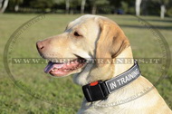 Collare regolabile in nylon per Labrador