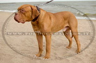 Collare classico in pelle, larghezza 50 mm per Dogue de Bordeaux Collare classico in pelle, larghezza 50 mm per Dogue de Bordeaux