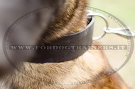 Collare classico in pelle, larghezza 50 mm per Malinois Collare classico in pelle, larghezza 50 mm per Malinois