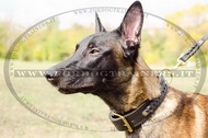 Collare in cuoio con intrecciamento per Malinois Collare in cuoio con intrecciamento per Malinois