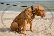 Collare in cuoio con borchie a piramide per Dogue de Bordeaux Collare in cuoio con borchie a piramide per Dogue de Bordeaux