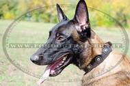 Collare in cuoio con decorazione per Malinois Collare in cuoio con decorazione per Malinois
