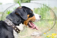 Collare in cuoio con borchie a piramide per Swiss Mountain Dog Collare in cuoio con borchie a piramide per Swiss Mountain Dog