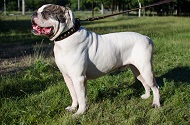 Collare in cuoio con borchie a piramide per Bulldog americano Collare in cuoio con borchie a piramide per Bulldog americano