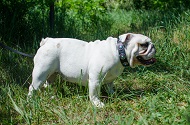 Collare in cuoio con pietre azzurre per Bulldog inglese