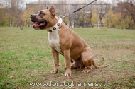 Collare in cuoio bianco con pietre azzurre per Amstaff Collare in cuoio bianco con pietre azzurre per Amstaff
