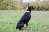 Collare in cuoio bianco con pietre azzurre per Dobermann Collare in cuoio bianco con pietre azzurre per Dobermann