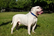 Collare dipinto a mano "Bandiera americana"per Bulldog americano Collare dipinto a mano "Bandiera americana"per Bulldog americano