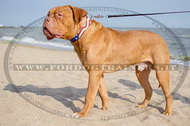 Collare dipinto "Bandiera americana" per Dogue de Bordeaux Collare dipinto "Bandiera americana" per Dogue de Bordeaux