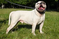 Collare dipinto a mano "Filo spinato" per Bulldog americano Collare dipinto a mano "Filo spinato" per Bulldog americano