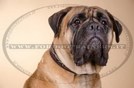 Collare in cuoio dipinto a mano "Filo spinato" per Bullmastiff Collare in cuoio dipinto a mano "Filo spinato" per Bullmastiff