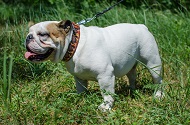 Collare in cuoio dipinto a mano "Fuoco" per Bulldog inglese