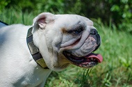 Collare in cuoio con piastre in bronzo per Bulldog inglese