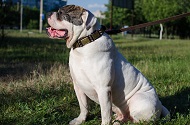 Collare in cuoio con borchie a punta per Bulldog americano Collare in cuoio con borchie a punta per Bulldog americano