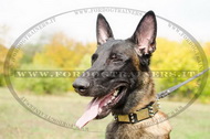 Collare in cuoio con borchie a punta per Malinois Collare in cuoio con borchie a punta per Malinois