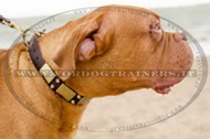Collare in cuoio con piastre e piramidi per Dogue de Bordeaux Collare in cuoio con piastre e piramidi per Dogue de Bordeaux