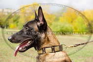 Collare in cuoio con piastre e piramidi per Malinois Collare in cuoio con piastre e piramidi per Malinois