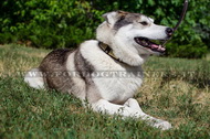 Collare eclusivo in pelle per Laika della Siberia Occidentale Collare eclusivo in pelle per Laika della Siberia Occidentale