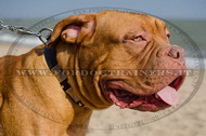 Collare con piastre e piramidi rotonde per Dogue de Bordeaux Collare con piastre e piramidi rotonde per Dogue de Bordeaux