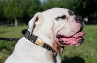 Collare con punte, piastre e piramidi per Bulldog americano Collare con punte, piastre e piramidi per Bulldog americano