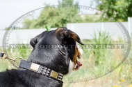 Collare con punte, piastre e piramidi per Swiss Mountain Dog Collare con punte, piastre e piramidi per Swiss Mountain Dog