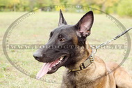 Collare in cuoio con punte e piastre per Malinois Collare in cuoio con punte e piastre per Malinois