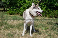 Collare con punte e piastre per Laika della Siberia Occidentale Collare con punte e piastre per Laika della Siberia Occidentale