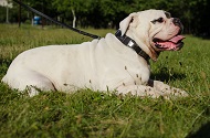 Collare in cuoio con piastre in rilievo per Bulldog americano Collare in cuoio con piastre in rilievo per Bulldog americano