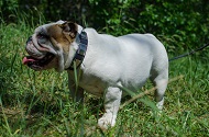 Collare in cuoio con piastre in rilievo per Bulldog inglese