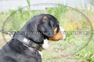 Collare in cuoio con piastre in rilievo per Swiss Mountain Dog Collare in cuoio con piastre in rilievo per Swiss Mountain Dog