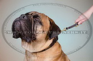 Collare in cuoio con piastre decorative per Bullmastiff Collare in cuoio con piastre decorative per Bullmastiff