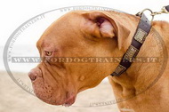 Collare in cuoio con piastre decorative per Dogue de Bordeaux Collare in cuoio con piastre decorative per Dogue de Bordeaux