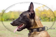 Collare in cuoio con piastre decorative per Malinois Collare in cuoio con piastre decorative per Malinois
