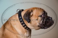 Collare in cuoio con piastre rettangolari per Bullmastiff Collare in cuoio con piastre rettangolari per Bullmastiff
